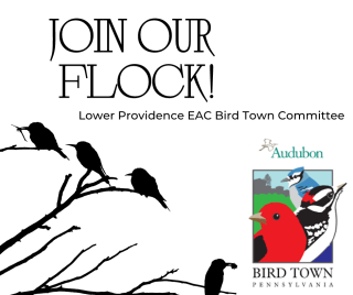 Bird Town Graphic